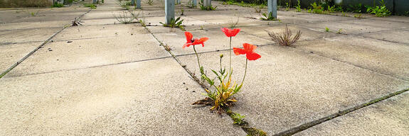 AKO – Abwasserreinigung Kloten/Opfikon